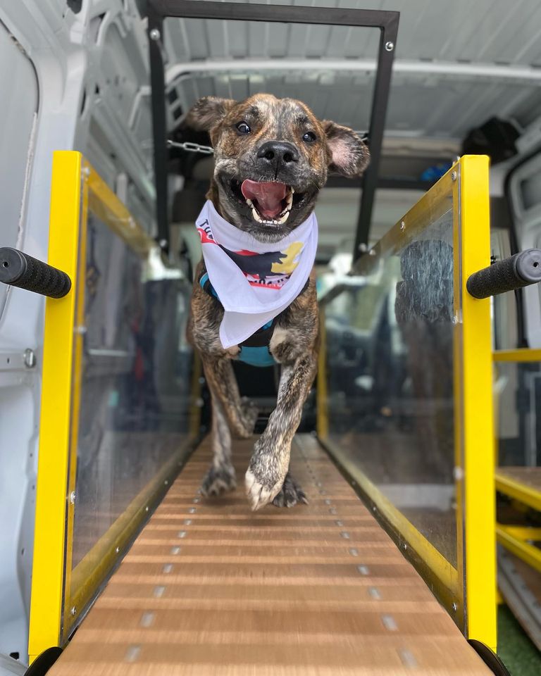 A brown, peppered canine running with its tongue out on a treadmill inside a van.