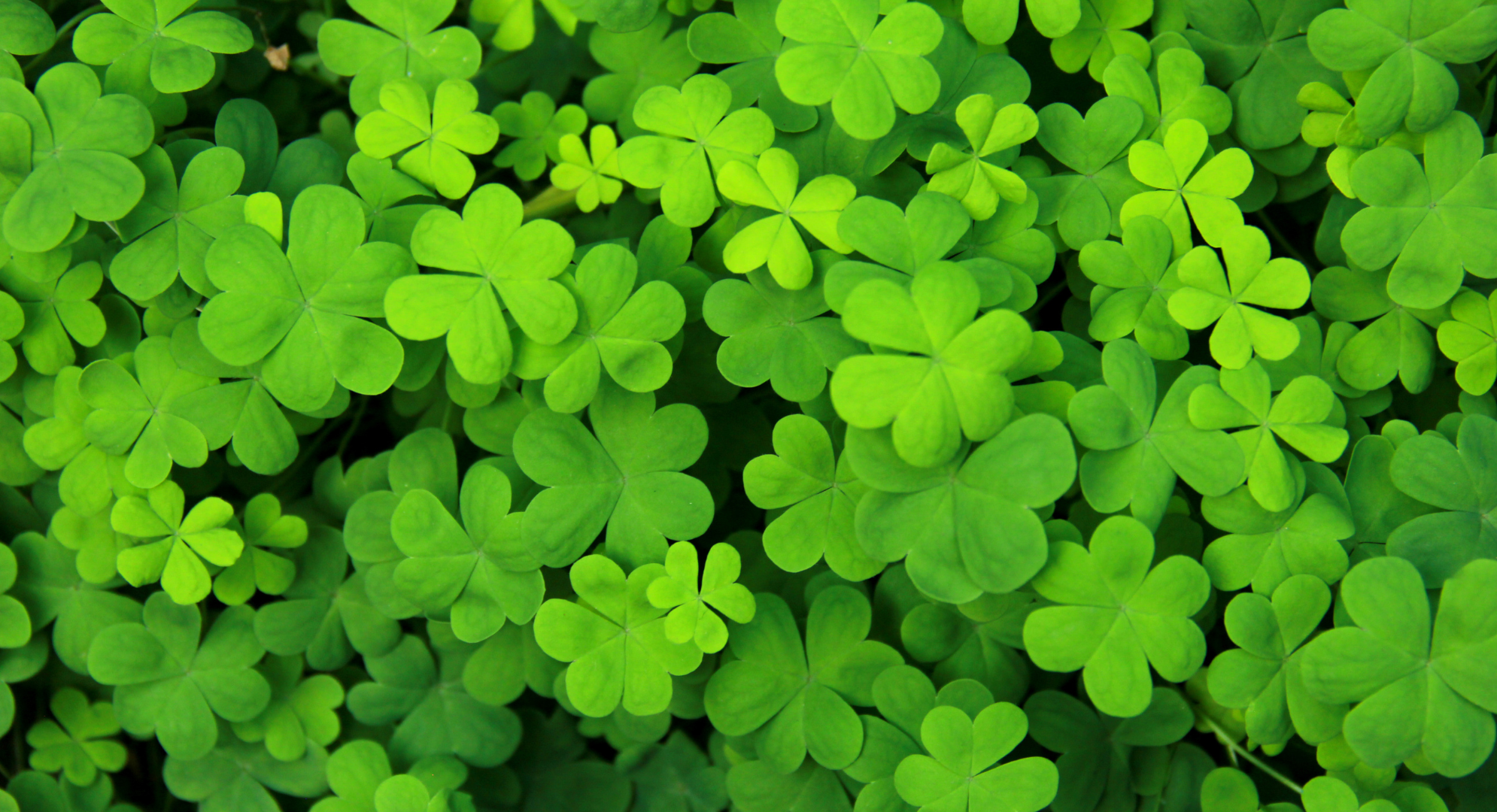 Shamrocks